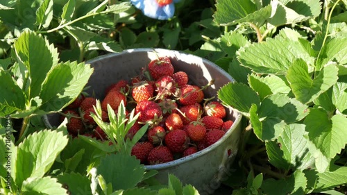 Close-up of farmer hands in blue protective gloves picking fresh ripe strawberries into a bowl on an organic farm.
