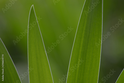 Plakat ヒオウギ 葉模様