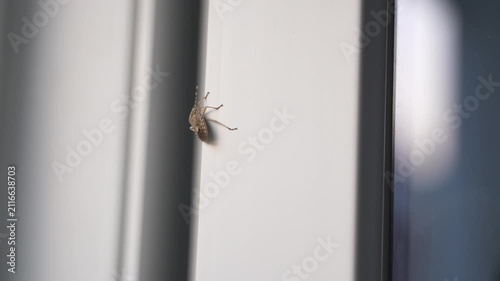 Brown Stink Bug Crawling on White Window Frame Close Up Macro