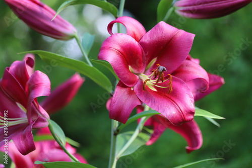 Pink  lilly in the garden, Lilium flowers, close up.