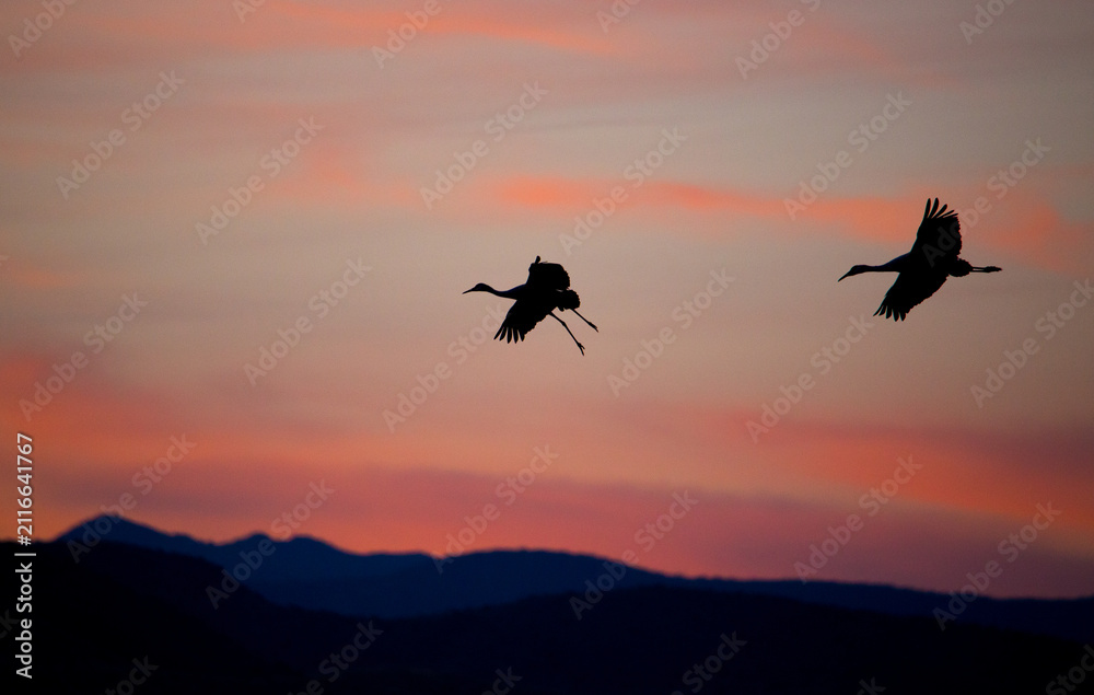 Naklejka premium silhouette of sandhill cranes