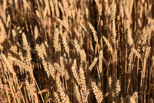 Close-up top angle view of ripe golden wheat growing in a summer field.