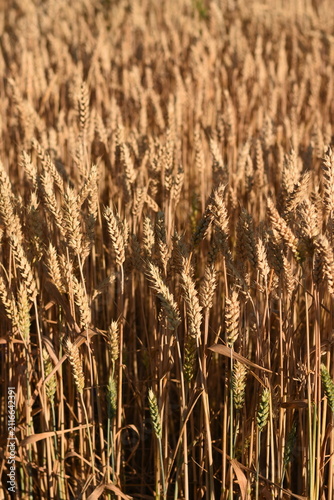 Vertical close-up of ripe golden wheat ears in a summer field.