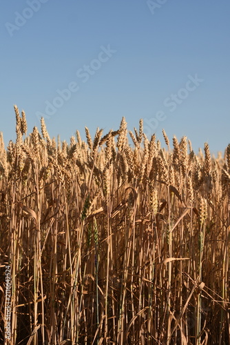 Vertical close-up of ripe golden wheat ears against a clear blue summer sky.
