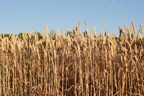 Ripe golden wheat ears growing in a field under a clear blue summer sky.