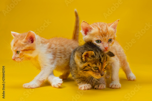 Obraz na plátne 3 playfull tabby kittens against a yellow background