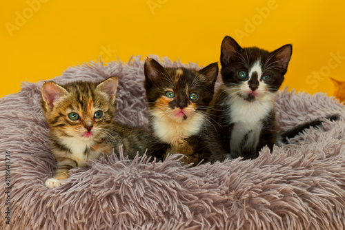 Three kittens on a fluffy bed