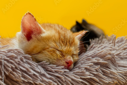 Sleeping ginger and white tabby kitten on a fluffy blanket