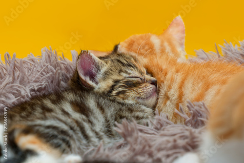 Sleeping kittens on a fluffy blanket