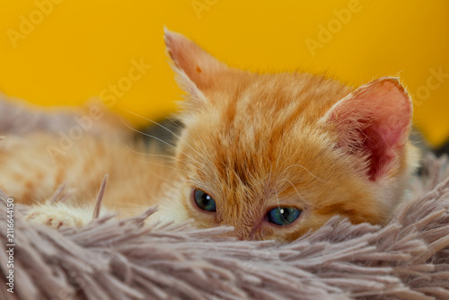 Close up of a ginger and white tabby kitten with bright eyes resting in a fluffy blanket 