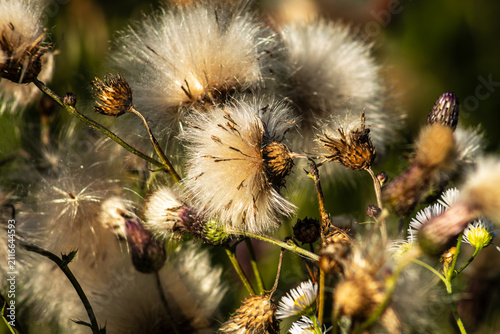 Konstfotografi An close-up shot of fluffy, mature creeping thistle seed heads (Cirsium arvense) in late summer, capturing the dense white pappus structure bursting from the diried, brown spiky involucres