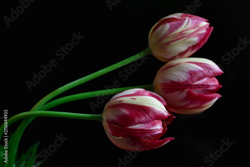 Beautiful tulip flowers pink white on black backgroud. Image for greeting cards, wallpaper for mobile device. Floral, spring background with high contrast.