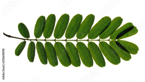 Fotografie Isolated fresh natural green compound leaf with symmetrical arrangement of small