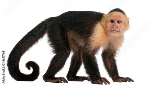 Obraz na płótnie Isolated capuchin monkey standing and looking with curious expression, full leng