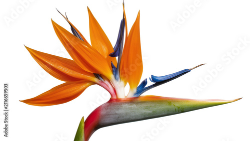Fotografie Isolated vibrant orange and blue bird of paradise flower, tropical plant, Strelitzia reginae blossom
