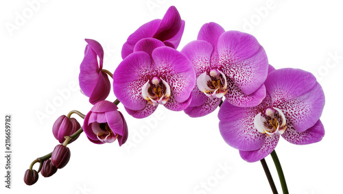 Foto Isolated vibrant purple phalaenopsis orchid flowers and buds on a branch, close up studio shot