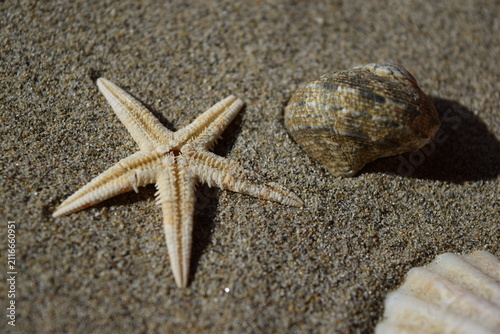Cuadro en lienzo 砂浜の貝殻とヒトデ