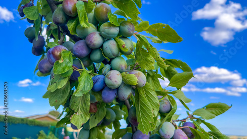 Foto A branch of a plum tree with hanging ripening blue and green plums against a blue sky with clouds