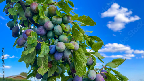 Foto A branch of a plum tree with hanging ripening blue and green plums against a blue sky with clouds