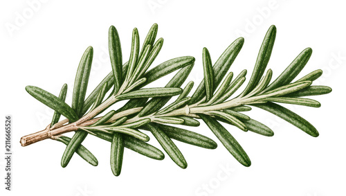 Fotografía Isolated fresh aromatic rosemary sprigs, fragrant green herb for cooking and gar