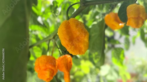 Yellow Trinidad Moruga Scorpion Pepper Chili growing in a garden, outdoor. One of the hottest peppers in the world, heat level 1,200,000 to 2,000,000 Scoville Heat Units (SHU) 