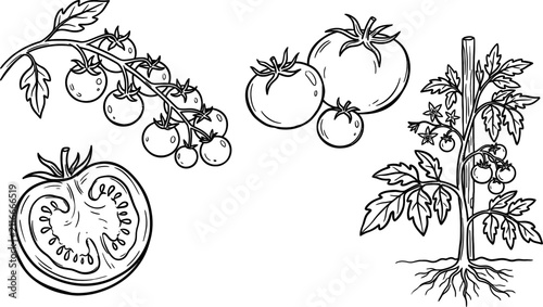 Cute animal icons set in decorative frames and borders outline vector illustration