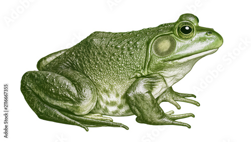 Konstfotografi Isolated detailed realistic illustration of a vibrant green frog, an aquatic amp