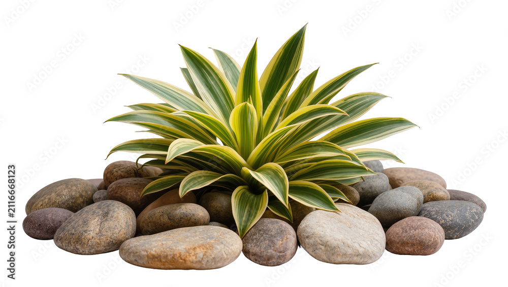 Naklejka premium Isolated ornamental plant with striking variegated leaves surrounded by smooth river stones