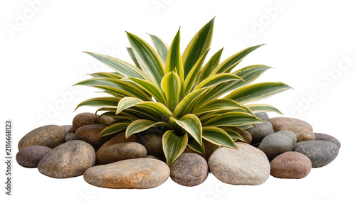 Photography Isolated ornamental plant with striking variegated leaves surrounded by smooth r