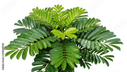 Obraz na płótnie Isolated lush green tropical plant with vibrant leaves and distinctive venation details