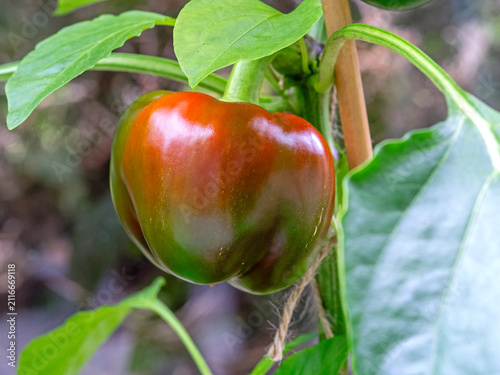 Sweet pepper, variety Kaibi Round, ripening on a plant