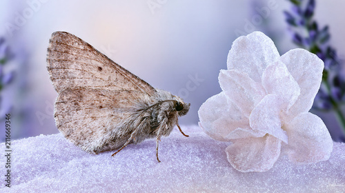 Butterfly perched on snow-covered flower in winter