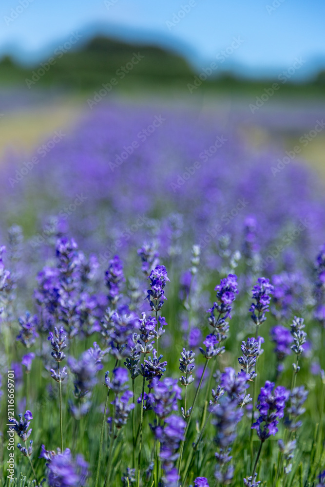 Fototapeta premium Lavender fields during summer