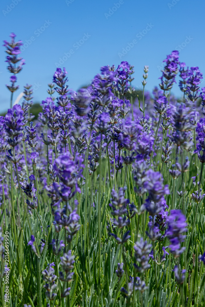 Fototapeta premium Lavender fields during summer