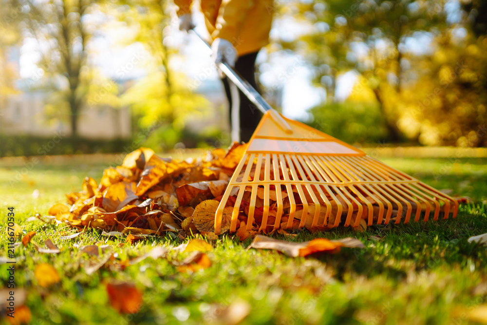 Obraz premium A close-up of a volunteer raking fallen leaves in a meadow in autumn. The yellow rake collects vibrant autumn leaves at sunset. The concept is seasonality, recycling, and ecology.