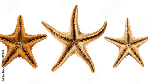 Obraz na plátne Isolated trio of dried sea starfish undersides, marine life specimen on clean st