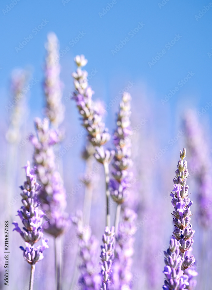 Obraz premium Lavender Flowers Blooming Beneath Clear Blue Sky
