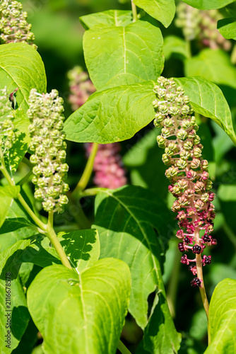 Fruchtstand der Kermesbeere (Phytolacca)