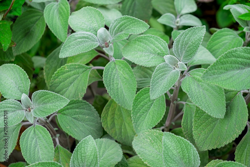Plectranthus argentatus, auch bekannt als Silber-Harfenstrauch oder Silberweihrauch