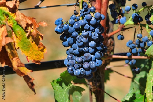 Des grappes de raisin rouge au soleil