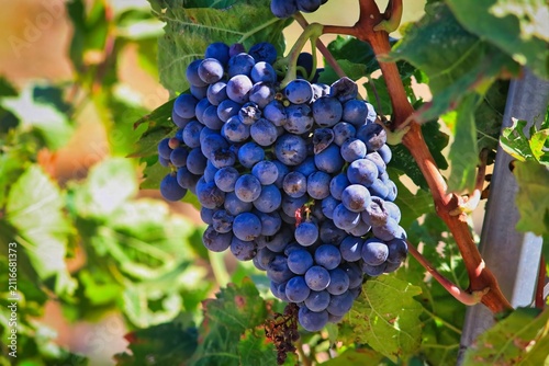 Des grappes de raisin rouge au soleil