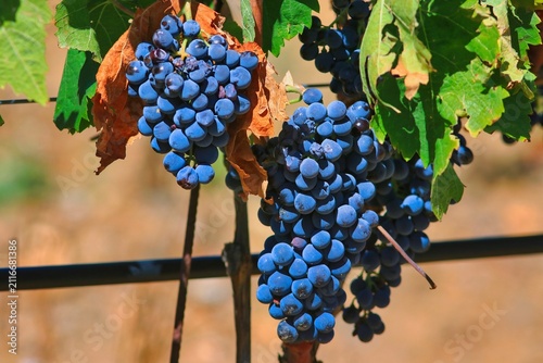 Des grappes de raisin rouge au soleil