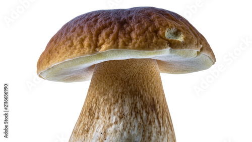 Bild auf Leinwand Isolated edible porcini mushroom with rough cap and thick stem, ready for culina