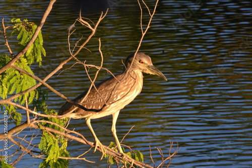 Photography great blue heron ardea cinerea