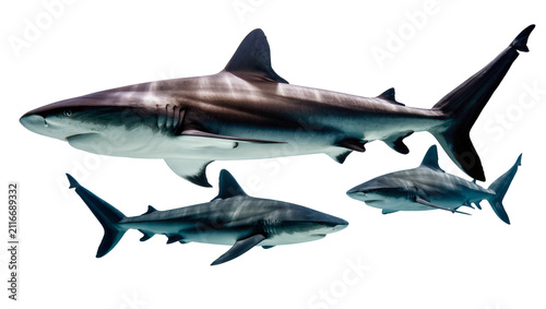 Isolated oceanic predators set, three powerful sharks swimming with elegant grace underwater