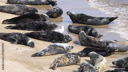 Grey Seals hauled out on the beach of Great Blasket Island, Dingle Peninsula, Ireland