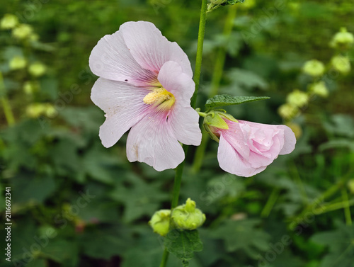 Hollyhock (Alcea rosea) flowers, also known as mallow. They are characterised by large, bright purple or pink blooms with a contrasting pale centre.