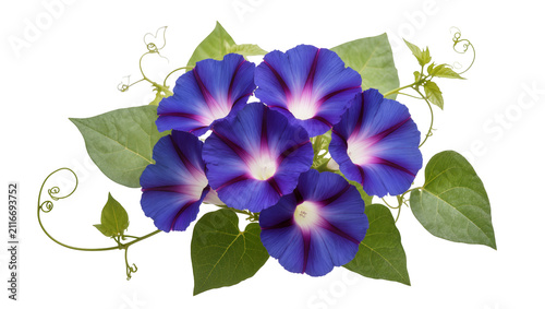 Foto Isolated blooming blue morning glory flowers with green leaves and tendrils, vib