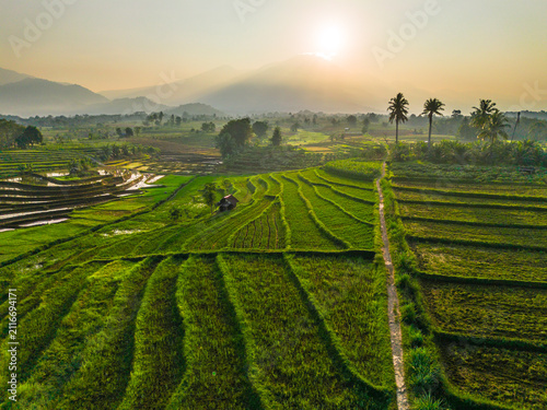 Aerial view of lush green rice terraces at sunrise with palm trees and distant mountains in Bali, Indonesia.