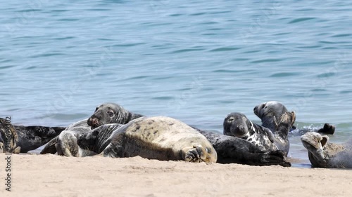 Grey Seals hauled out on the beach of Great Blasket Island, Dingle Peninsula, Ireland